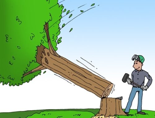 Woningbouwcorporatie Mooiland te Grave eiste van huurster / bewoonster dat bomen in haar tuin worden omgezaagd / drastisch gesnoeid…
